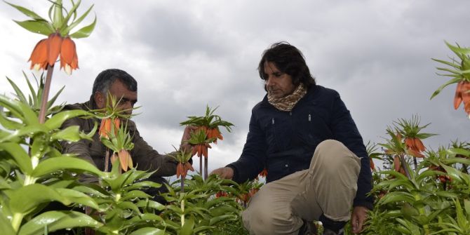 Pazar Sıkıntısı Yaşayan Ters Lale Üreticileri Destek Bekliyor