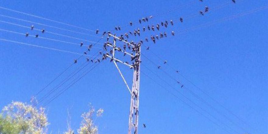 Vedaş Çalışmalarını Sürdürüyor
