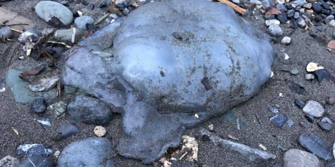 Hatay’da Denizanaları Kıyıya Vurdu