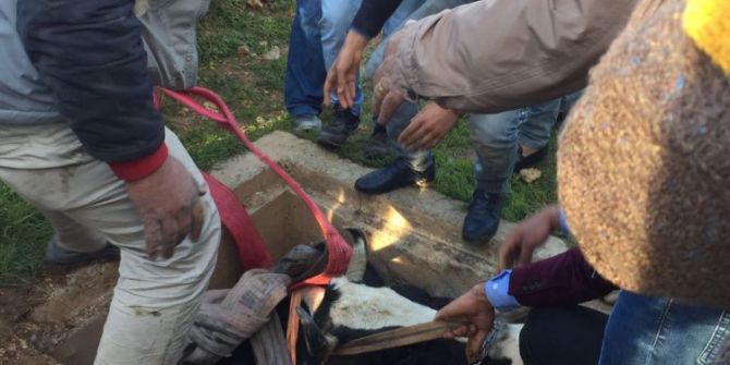 Kuyuya Düşen İnek Kepçeyle Kurtarıldı