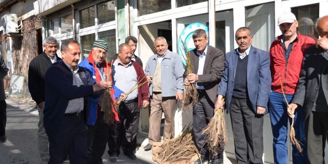 Büyükşehir Darende’de Fidan Dağıttı