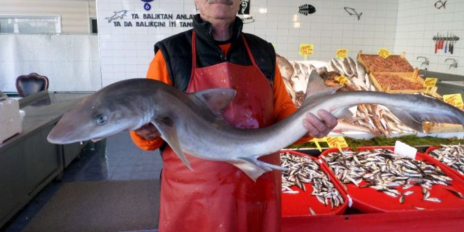 Marmara Denizinde Ağlara Köpek Balığı Takıldı