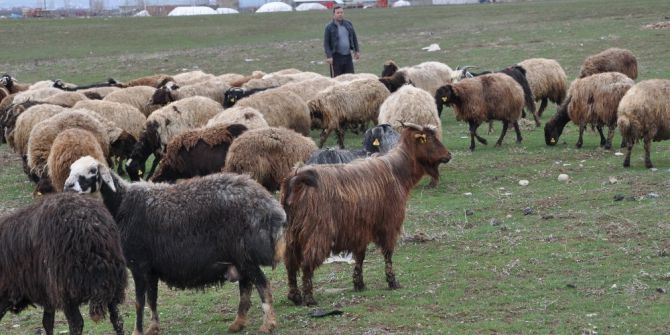 Muş’ta 6 Bin Tl Maaşla Çoban Aranıyor