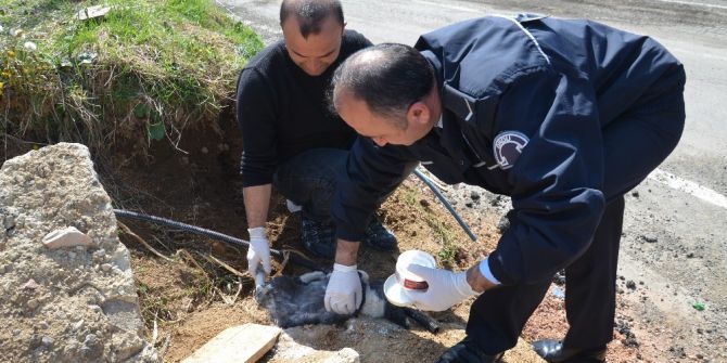 Polis, Yaralı Köpeğe Sahip Çıktı
