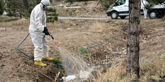 Talas Larvalara Karşı İlaçlanıyor