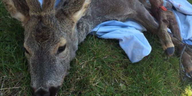 Yaralı Karacaya Jandarma Şefkati