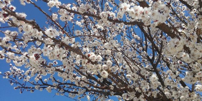 Meyve Ağaçları Çiçek Açtı Ziraat Odası Başkanı ’Don’ Tehlikesine Karşı Uyardı