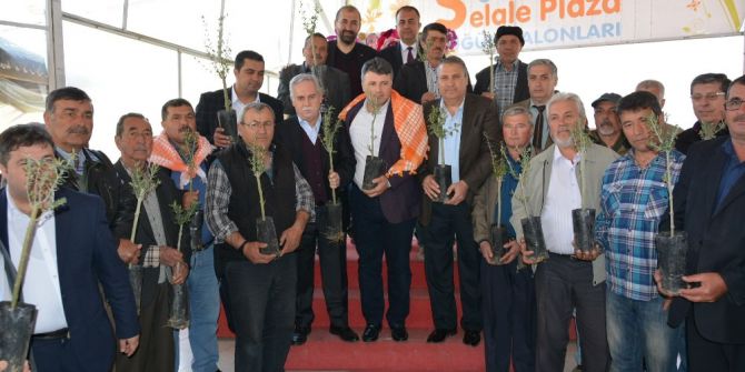 Yunusemre’de Zeytin Üretimi Artacak