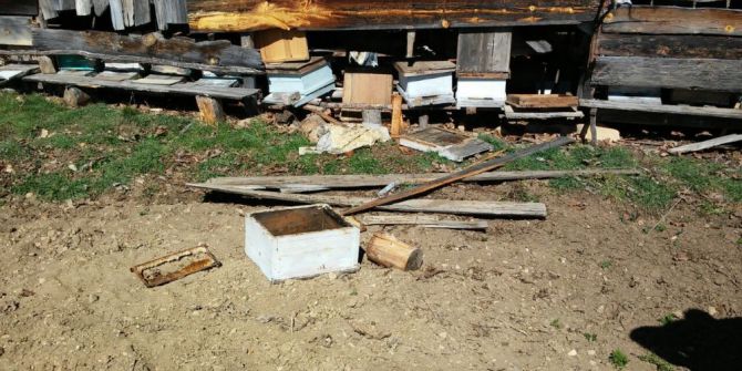 Aç Kalan Ayı Arı Kovanını Parçaladı