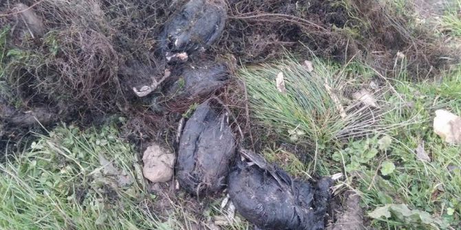 Sapanca Gölü’nde Ağa Takılan Çok Sayıda Balık Ve Ördek Telef Oldu