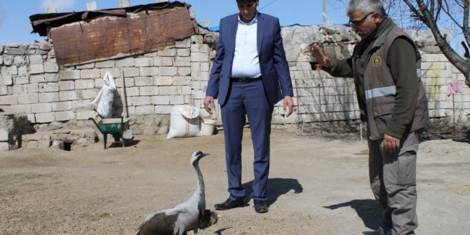 Yaralı Telli Turna Tedavi Edilecek