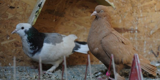 Türkiye’nin Nadide Güvercinleri Bursa’da Sergilenecek
