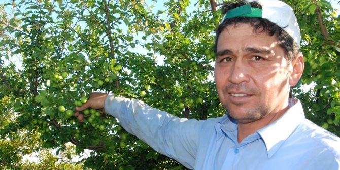 Yılın İlk Açıkta Erik Hasadı Başladı