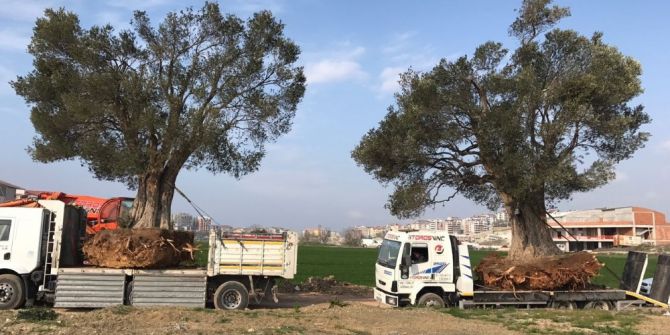 Asırlık Zeytin Ağaçları Yeni Yerlerine Taşındı
