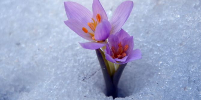 Baharın Müjdecisi Kardelenler Açtı