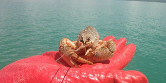 Beyşehir Gölünde Kerevit Üretimi Canlandırılacak