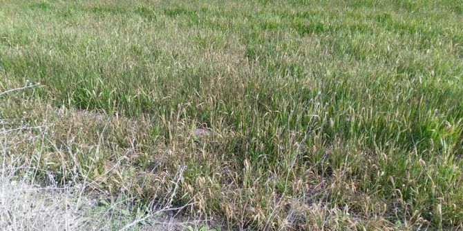 Edirne Çiftçisini Endişe Sardı