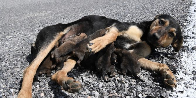 Konyaaltı Belediyesi 7 Yavrulu Köpeğe Sahip Çıktı
