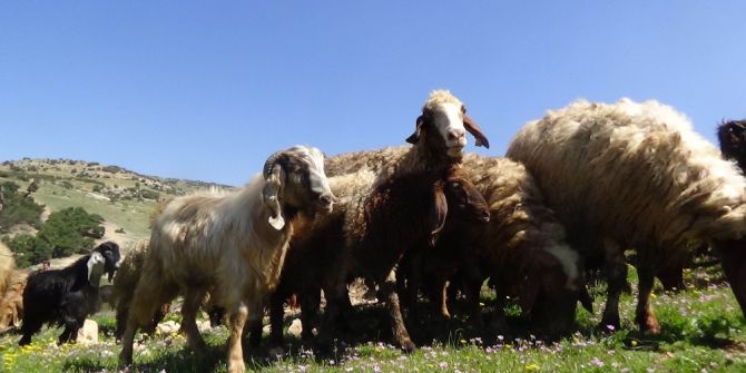 Koyun Ve Keçiler, Melodiler Eşliğinde Meralara Salındı