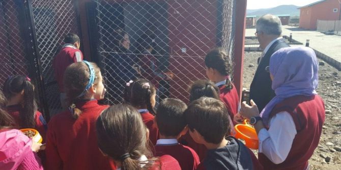 Bingöl’de Öğrenciler, Sokak Hayvanları Besledi