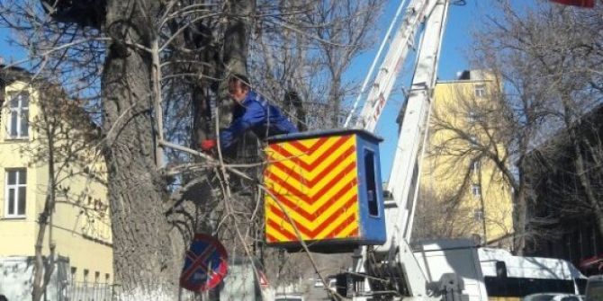 Kars Belediyesi Ağaçları Buduyor