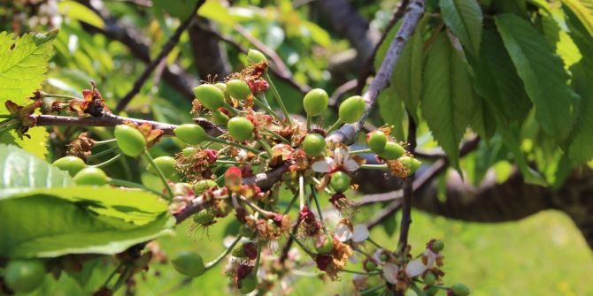 Dalları Bastı Kiraz