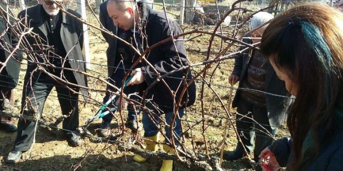 Bağlarda Kış Budaması Eğitimi Tamamlandı