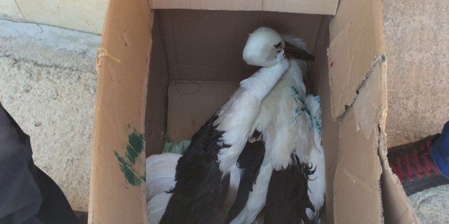 Yaralı Leyleğe Zabıta Ekipleri Sahip Çıktı