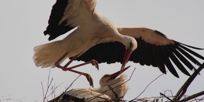 Sarıcakaya’da Doğa Canlanmaya Başladı