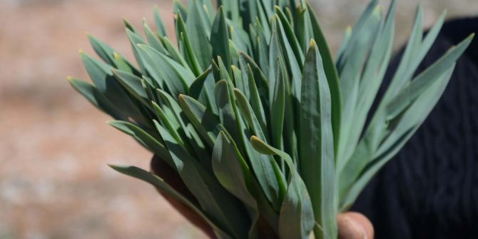 Doğal Antibiyotik ’Gulik Otu’ Kadınların Ekmek Kapısı Oldu