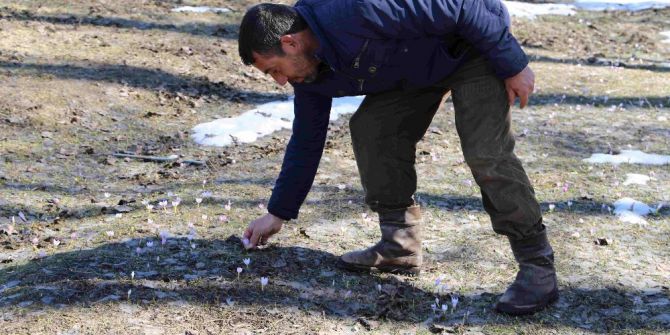 Varto’da Kardelenler Açtı