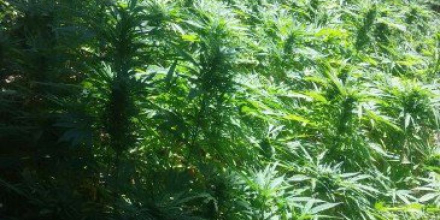 Pütürge’de Uyuşturucu Operasyonu