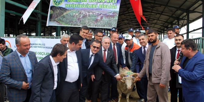 Manisa’da 81 Damızlık Koç Dağıtıldı