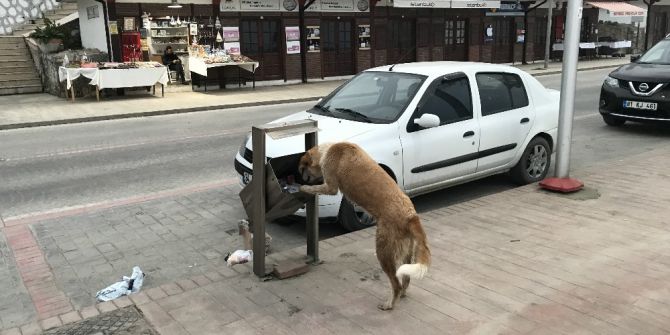 Aç Kalan Köpeğin, Sallanan Çöp Kovasıyla Mücadelesi