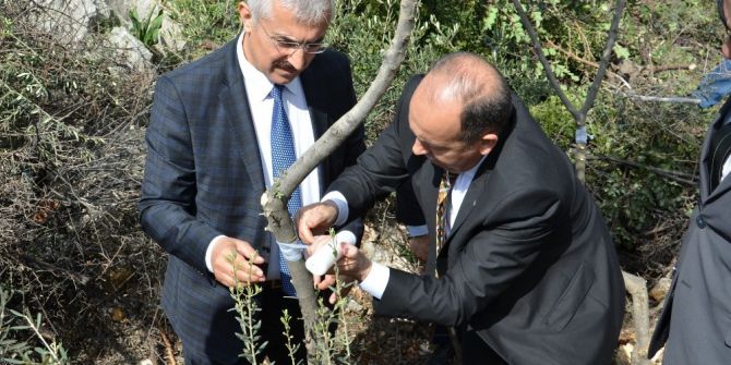 Mersin’de 2017 Yabani Zeytin Aşılama Çalışmaları Başladı