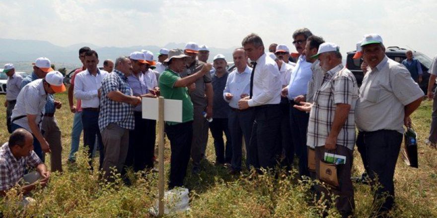 Vezirköprü’de Nohut Tarla Günü