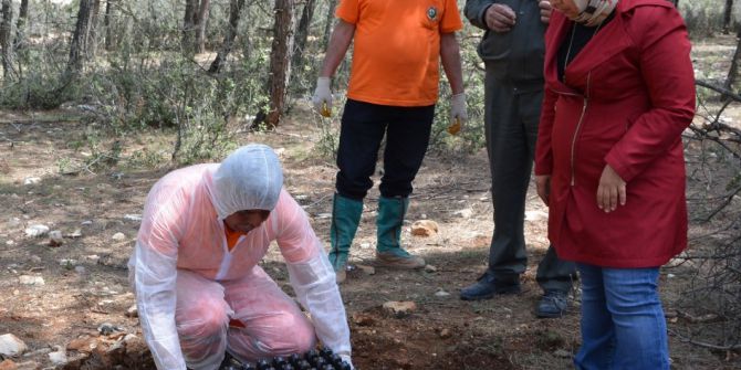 Ormanları Terminatör Böcekler Koruyacak