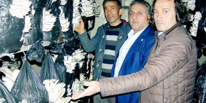 Zeytine Alternatif İstiridye Mantarı