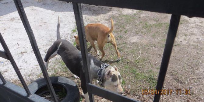 Köpek Dövüşüne Hayvanseverlerden Tepki