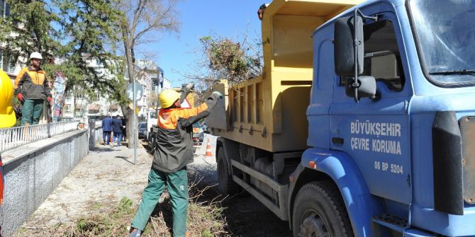 Büyükşehirden, Ağaçlara Bakım