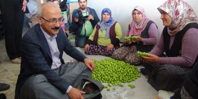 Kalkınma Bakanı Elvan Silifke’de Şalvar Giydi Çiftçilerle Buluştu
