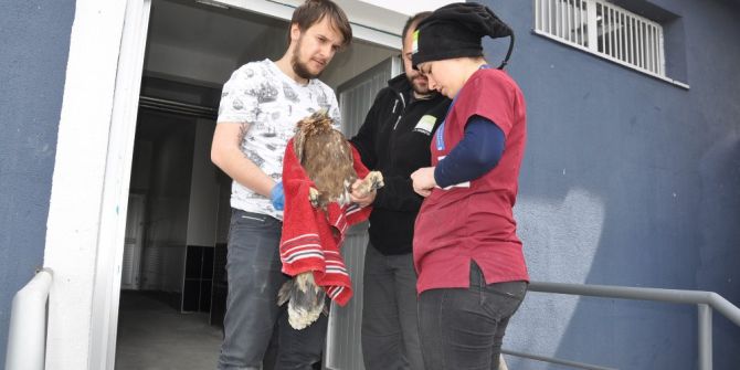 Tedavisi Tamamlanan Kaya Kartalı Doğaya Bırakıldı