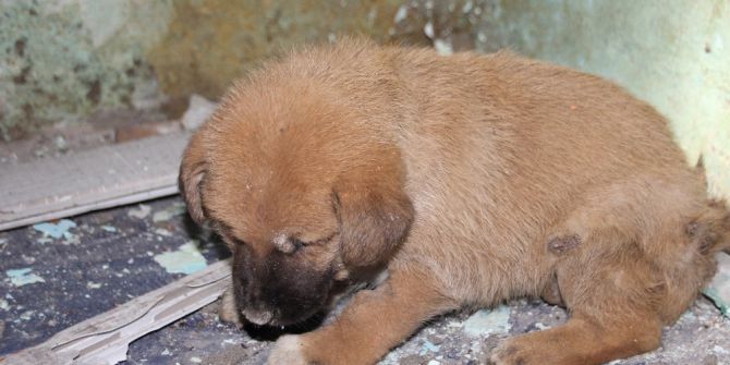 Apartman Boşluğuna Düşen Yavru Köpeği İtfaiye Ekipleri Kurtardı