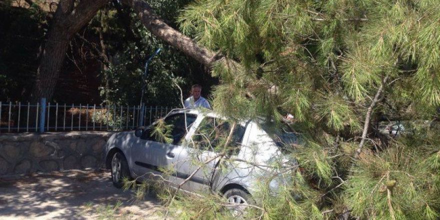Ağaç Dalı Otomobilin Üzerine Düştü