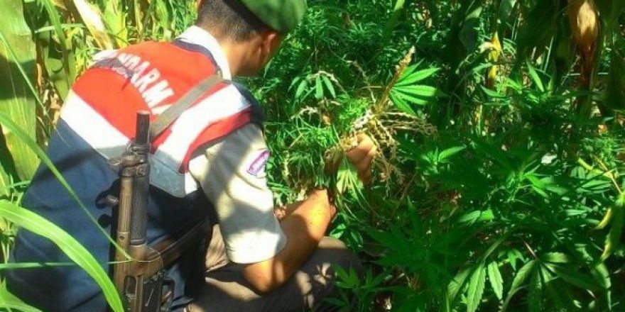 Alaçam’da 3 Kilo Esrar Ve 500 Kök Kenevir Ele Geçirildi