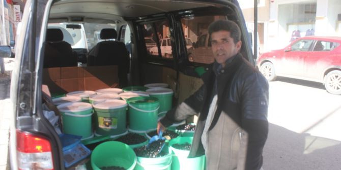 Ağrı’da Gemlik Zeytinine Yoğun İlgi