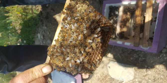 Büyükşehirden Arıcılara Büyük Destek