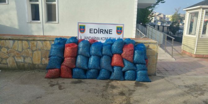 Edirne’de Canlı Deniz Patlıcanı Ve Midye Kaçakçılığı