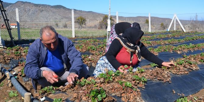 Çilek Üreticileri Yeni Sezon İçin Hazırlıklara Başladı