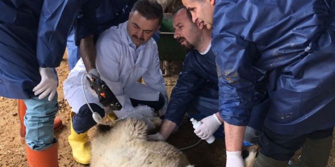 Hayvanlar İçin Ultrason Cihazı Satın Alındı